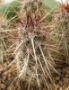 Echinocereus brandegeei