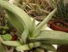 Gasteria сv 'Green'