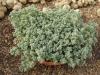 Sedum sp