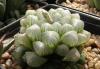 Haworthia cooperi v truncata