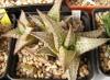 Haworthia tesselata