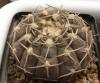 Gymnocalycium  bodenbenderianum