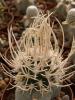 Pediocactus peeblesianus v. fickeisenii SB903