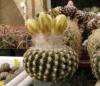 Discocactus  buenekeri x horstii RARE!