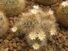 Mammillaria mathildae