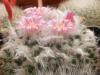 Mammillaria  sempervivi pink fl