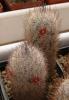 Mammillaria pottsii