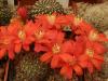 Rebutia suiningis