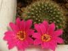 Rebutia violaciflora