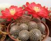 Rebutia albopectinata