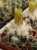 Coryphantha  sulcolanata