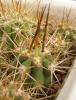 Trichocereus chilensis Elqui Valley 1000m, 25 cm long sp