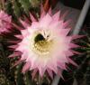 Echinopsis  hybr. F2 (4)