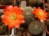 Rebutia christinae R492A