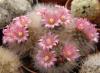 Mammillaria  bocasana  v.roseiflora