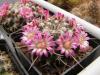 Mammillaria magnimamma Rog118