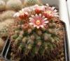 Mammillaria marksiana brown sp