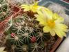 Mammillaria/Dolichothele melaleuca