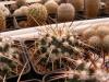 Mammillaria priessnitzii Jalpan