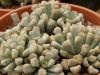 Titanopsis luederitzii