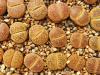 Lithops aucampiae C333