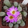 Frithia pulchra