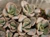 Titanopsis fullerii