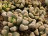 Titanopsis  hugo-schlechteri v alboviridis SB1343