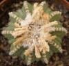 Aztekium ritteri