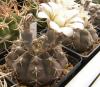 Gymnocalycium  obductum LB 1046