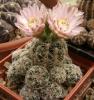 Gymnocalycium  bruchii