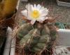 Thelocactus hexaedrophorus v. fossulatus 2 шт