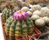 Notocactus  uebelmannianus