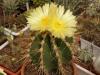 Astrophytum  ornatum  v. glabrescens