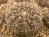 Gymnocalycium  platygonum