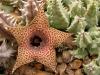 Huernia persii