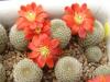 Rebutia theresae KK1925