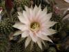 Echinopsis  hybr. F2 (5)