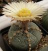 Astrophytum COAS  F2 5 ribs