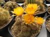 Lobivia arachnacantha R180