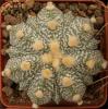 Astrophytum  NIVAS F2 cv 'Fukuriyo'