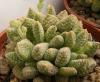 Crassula  ausensis  v. titanopsis