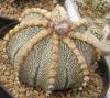 Astrophytum CAPxAS