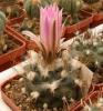 Turbinicarpus pseudomacrochele