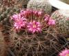 Mammillaria sonorensis  v. rubriflora