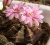 Gymnocalycium damsii San Jose