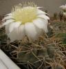 Gymnocalycium gibbosum