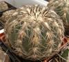 Gymnocalycium spegazzinii  v. horizonthalonium