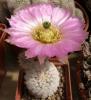 Echinocereus reichenbachii SB941