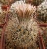 Gymnocactus beguinii v. albiflorus